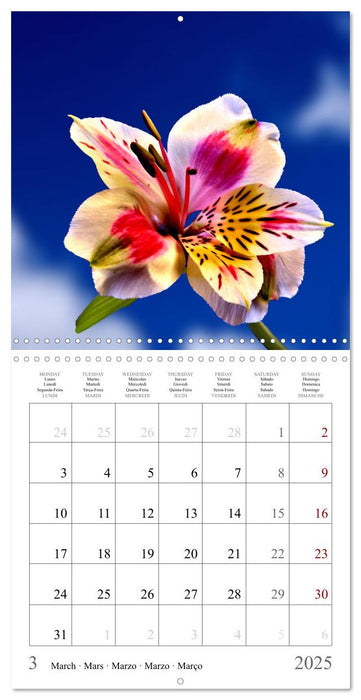 Blossum sky (CALVENDO Monthly Calendar 2025)