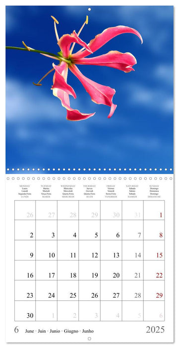 Blossum sky (CALVENDO Monthly Calendar 2025)