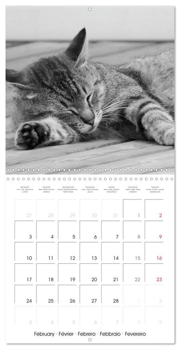 Black and white cat whispers (CALVENDO Monthly Calendar 2025)