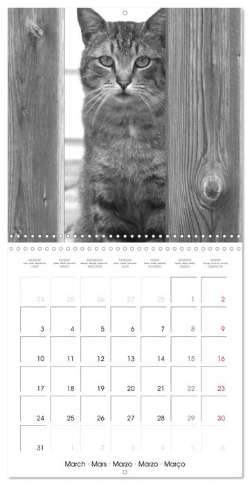 Black and white cat whispers (CALVENDO Monthly Calendar 2025)