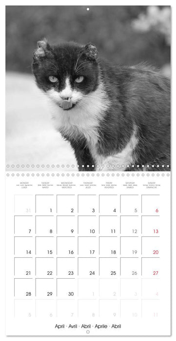 Black and white cat whispers (CALVENDO Monthly Calendar 2025)