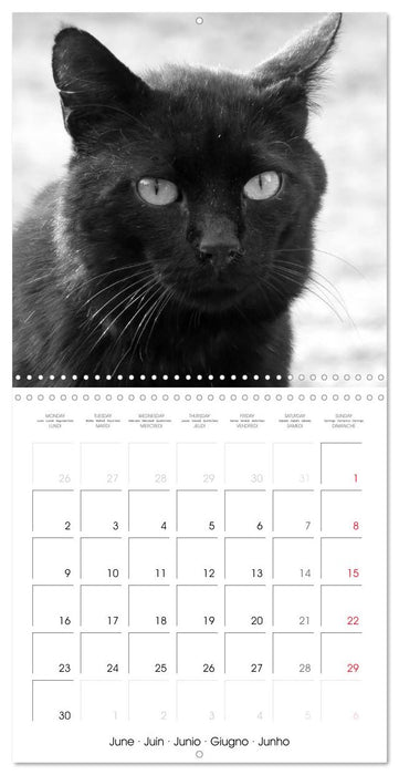 Black and white cat whispers (CALVENDO Monthly Calendar 2025)