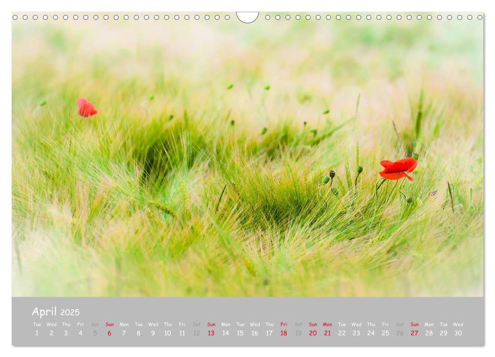 Poppy Love (CALVENDO Monthly Calendar 2025)