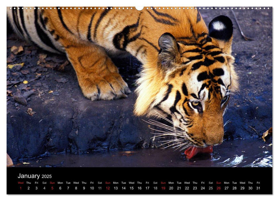 Wild Tigers 2025 (CALVENDO Premium-Calendar 2025)