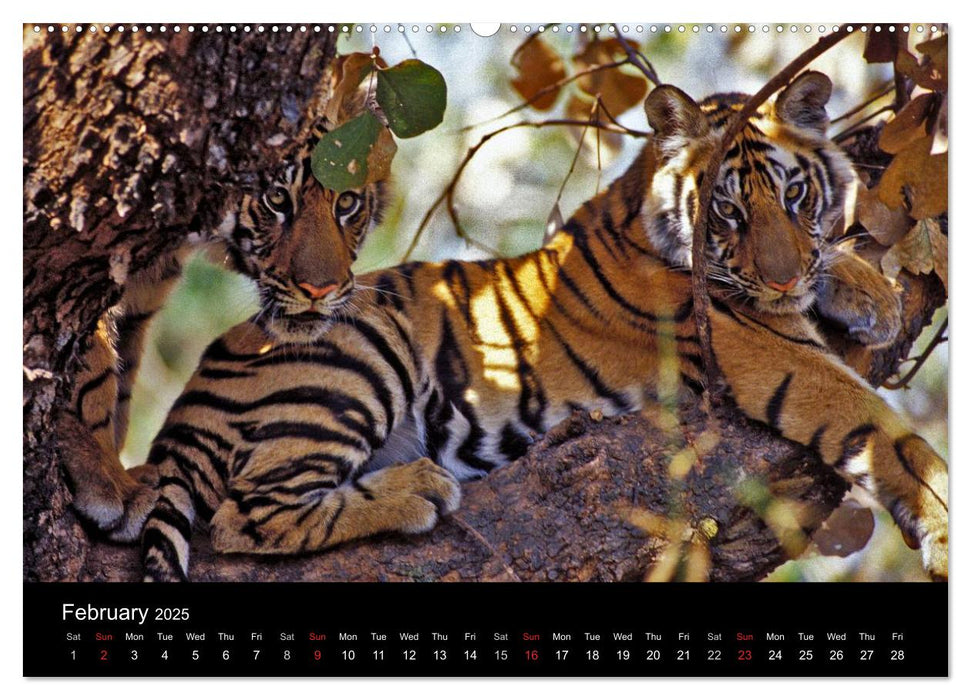 Wild Tigers 2025 (CALVENDO Premium-Calendar 2025)