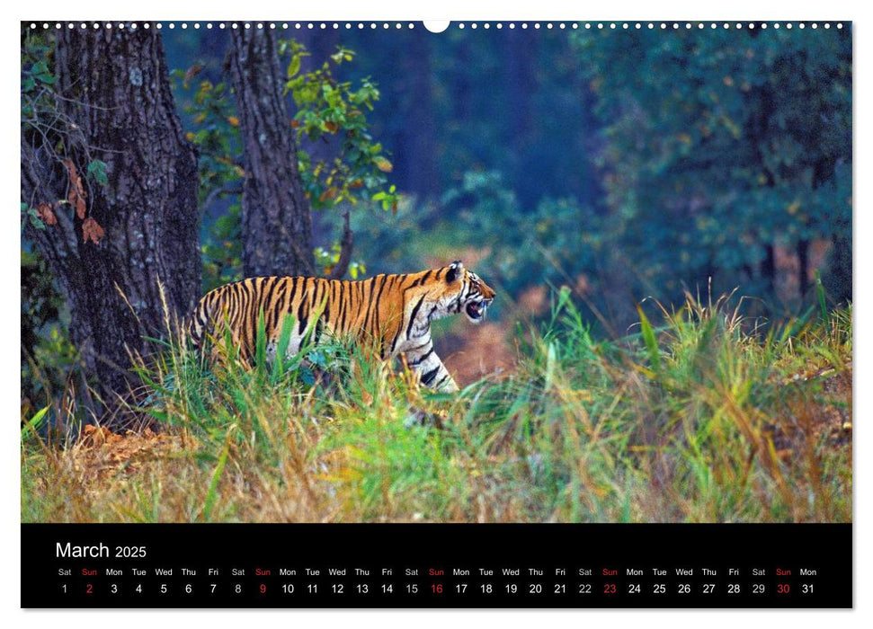 Wild Tigers 2025 (CALVENDO Premium-Calendar 2025)