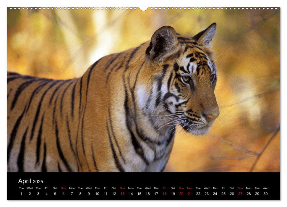 Wild Tigers 2025 (CALVENDO Premium-Calendar 2025)