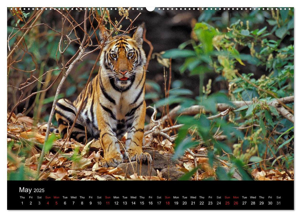 Wild Tigers 2025 (CALVENDO Premium-Calendar 2025)