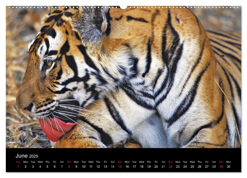 Wild Tigers 2025 (CALVENDO Premium-Calendar 2025)