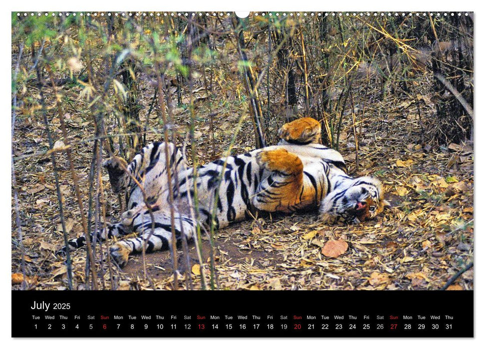 Wild Tigers 2025 (CALVENDO Premium-Calendar 2025)