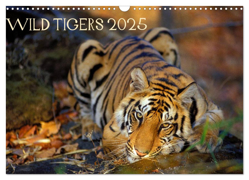 Wild Tigers 2025 (CALVENDO Monthly Calendar 2025)