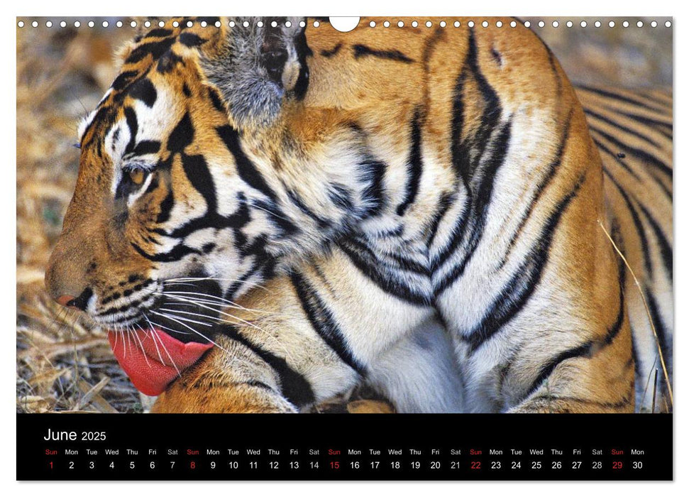 Wild Tigers 2025 (CALVENDO Monthly Calendar 2025)