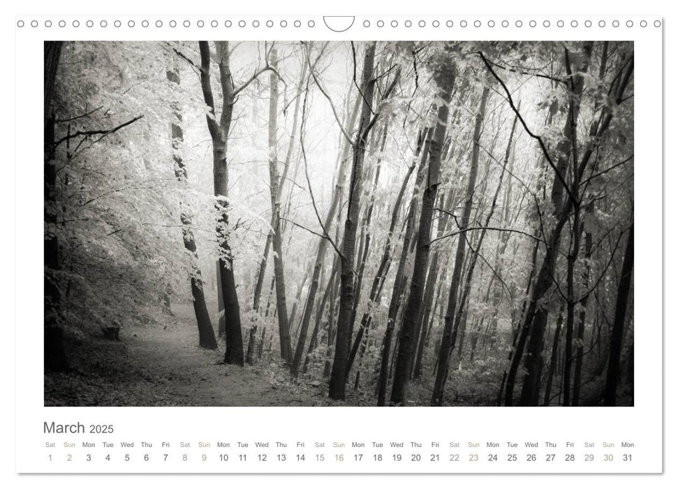 Into the Forest (CALVENDO Monthly Calendar 2025)