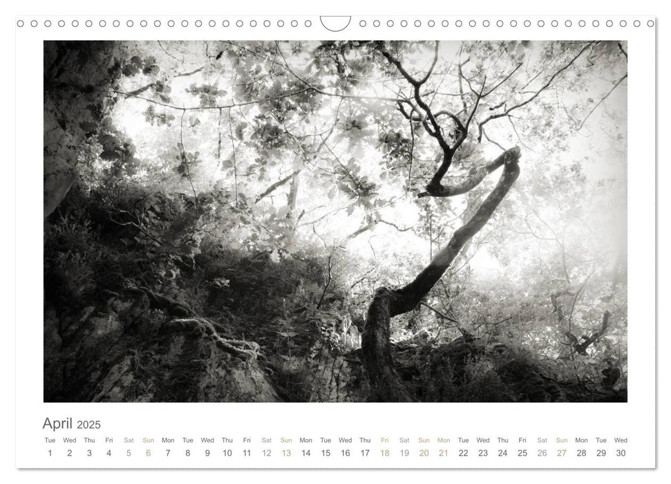 Into the Forest (CALVENDO Monthly Calendar 2025)