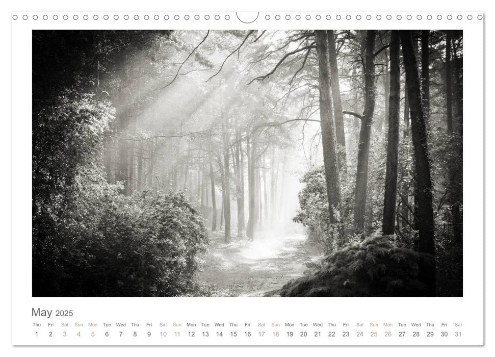 Into the Forest (CALVENDO Monthly Calendar 2025)