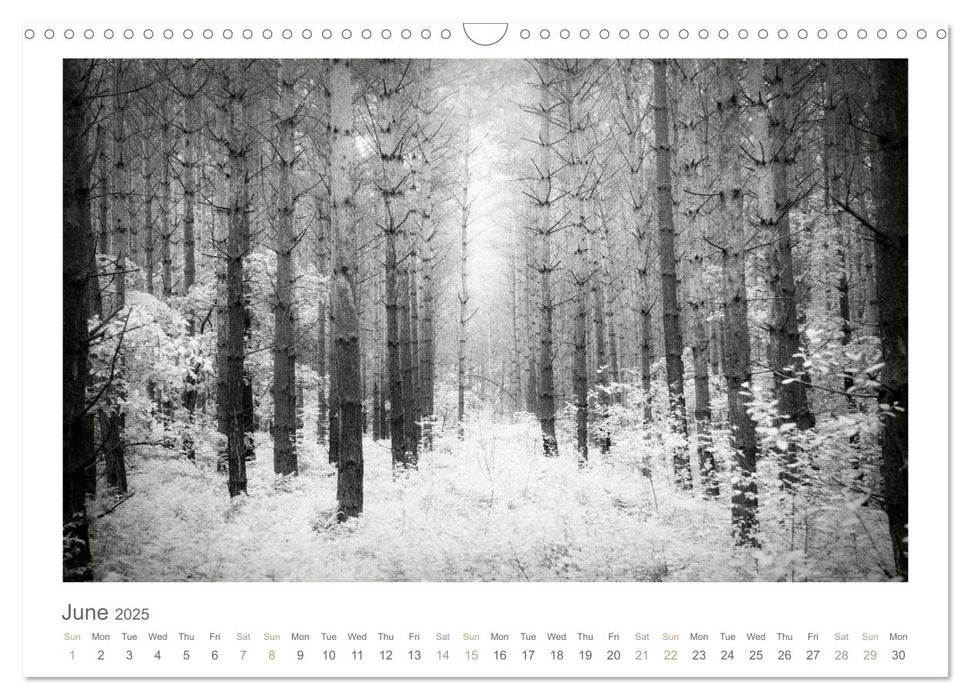 Into the Forest (CALVENDO Monthly Calendar 2025)