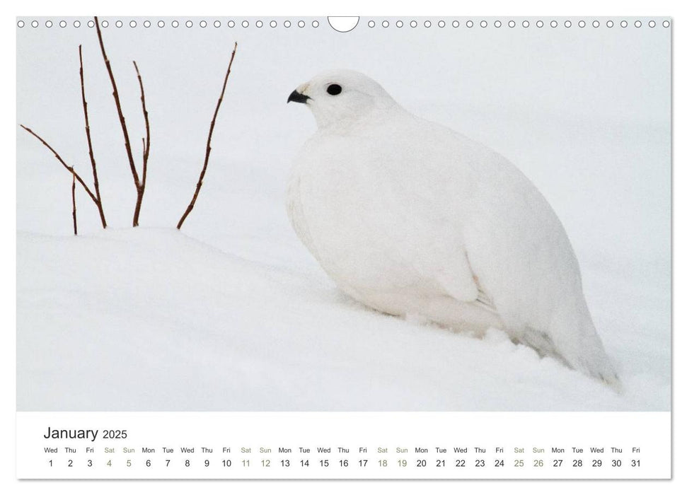 Finnish nature (CALVENDO Monthly Calendar 2025)