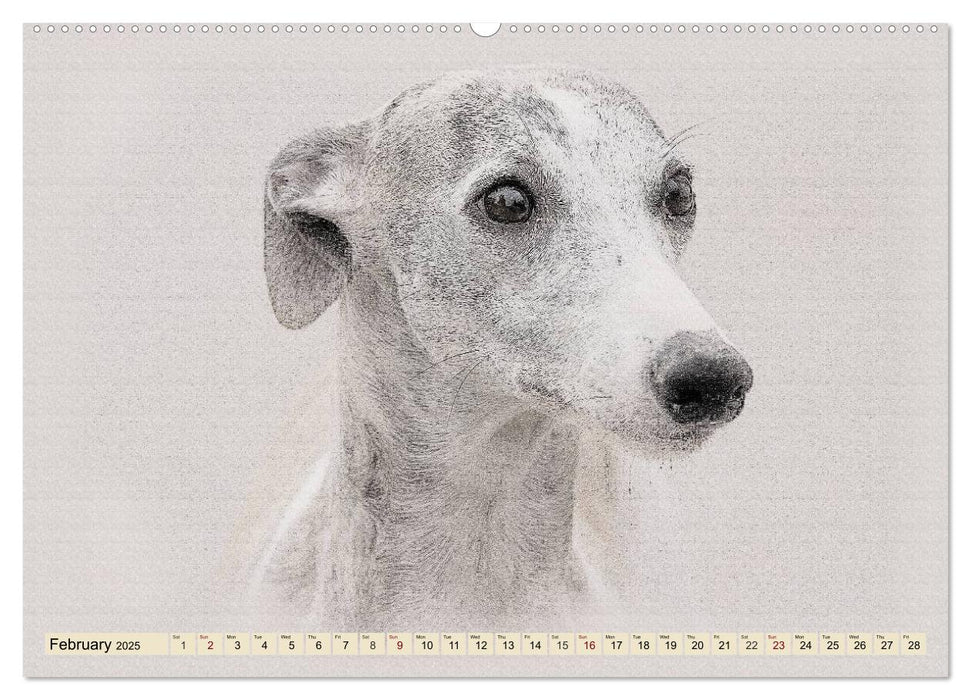 Whippets 2025 (CALVENDO Premium-Calendar 2025)