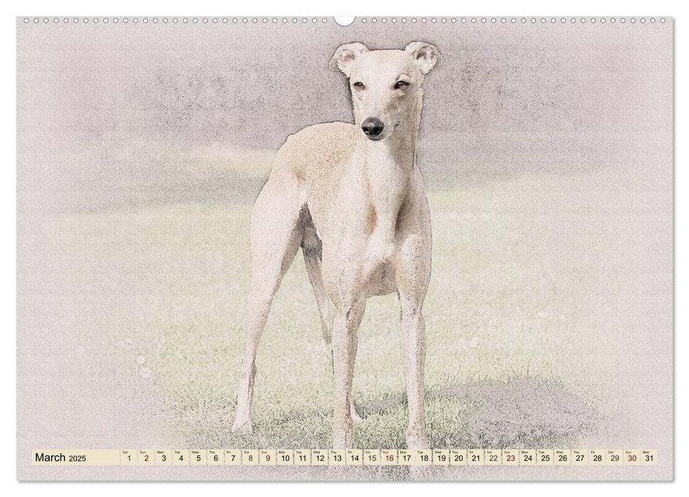 Whippets 2025 (CALVENDO Premium-Calendar 2025)