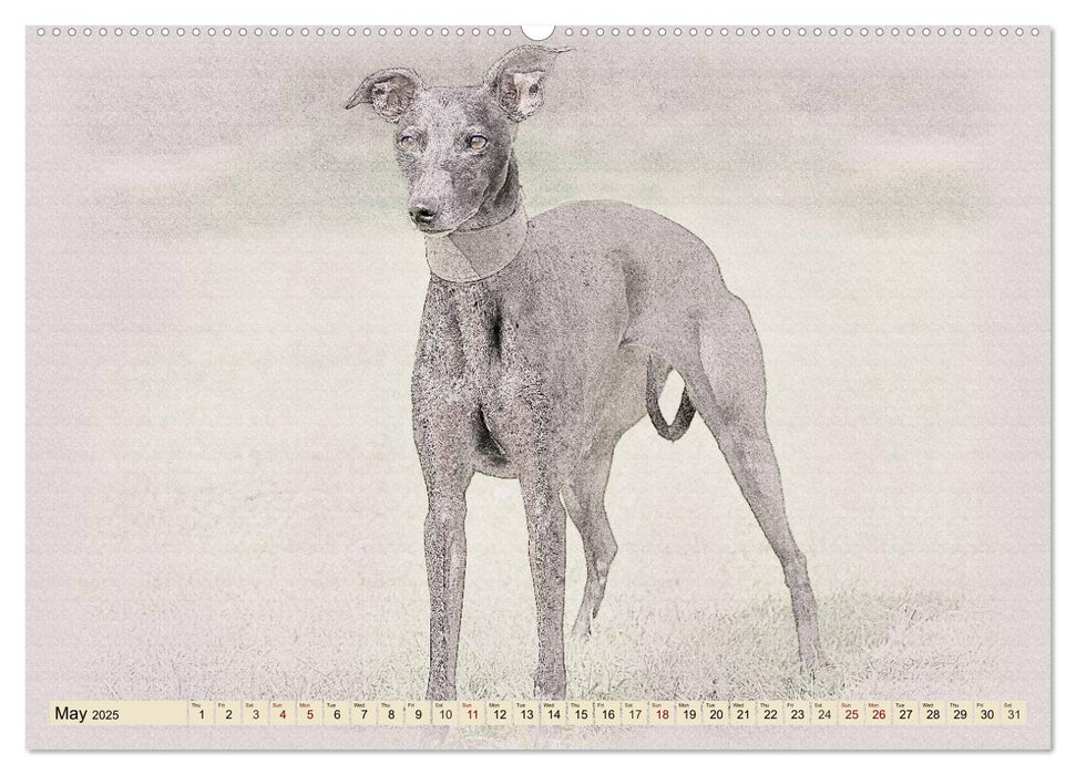 Whippets 2025 (CALVENDO Premium-Calendar 2025)