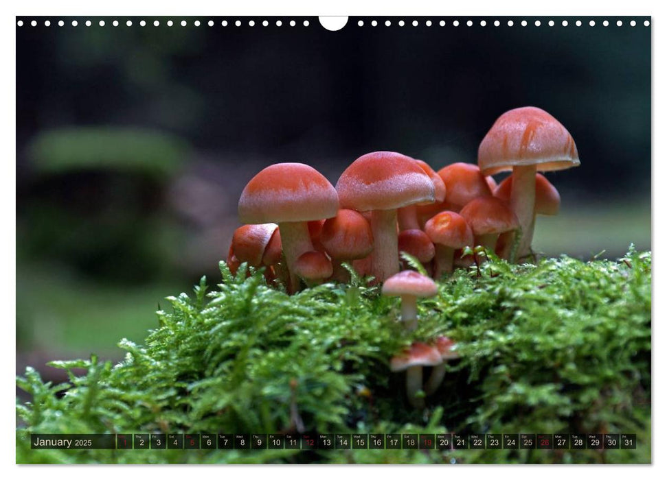 Mushroom Season (CALVENDO Monthly Calendar 2025)