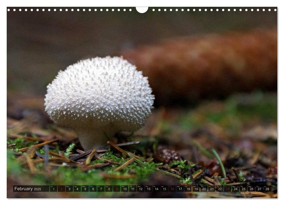 Mushroom Season (CALVENDO Monthly Calendar 2025)