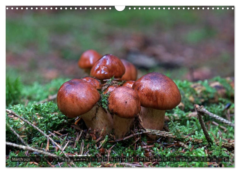 Mushroom Season (CALVENDO Monthly Calendar 2025)