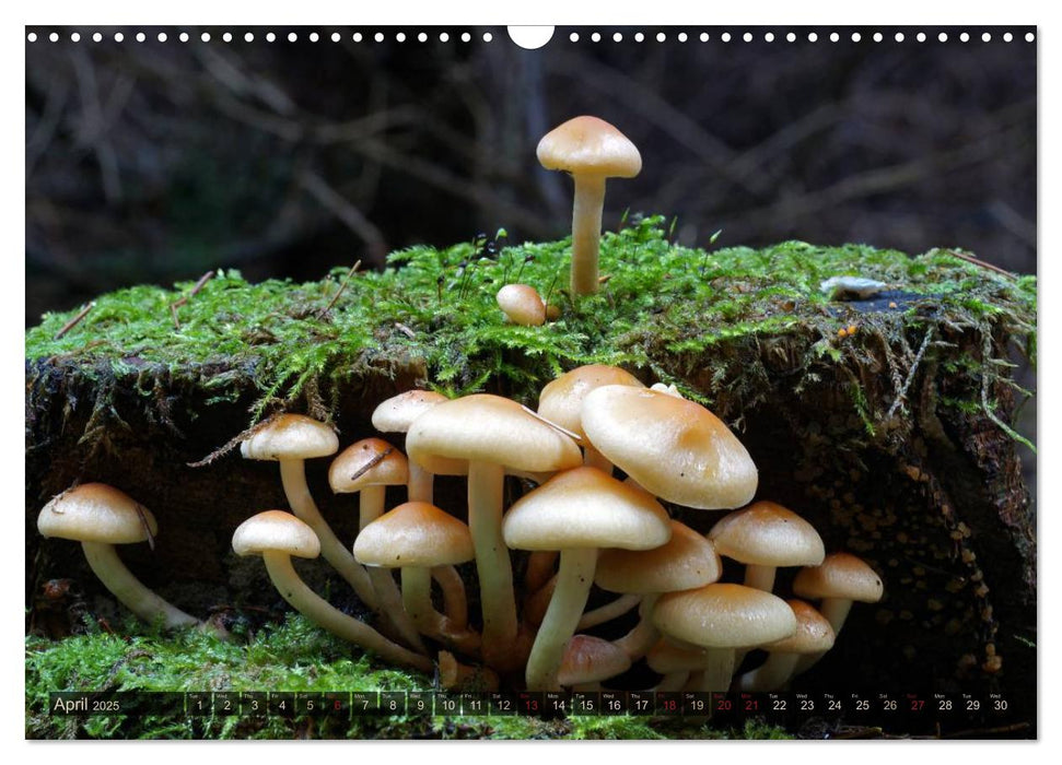 Mushroom Season (CALVENDO Monthly Calendar 2025)