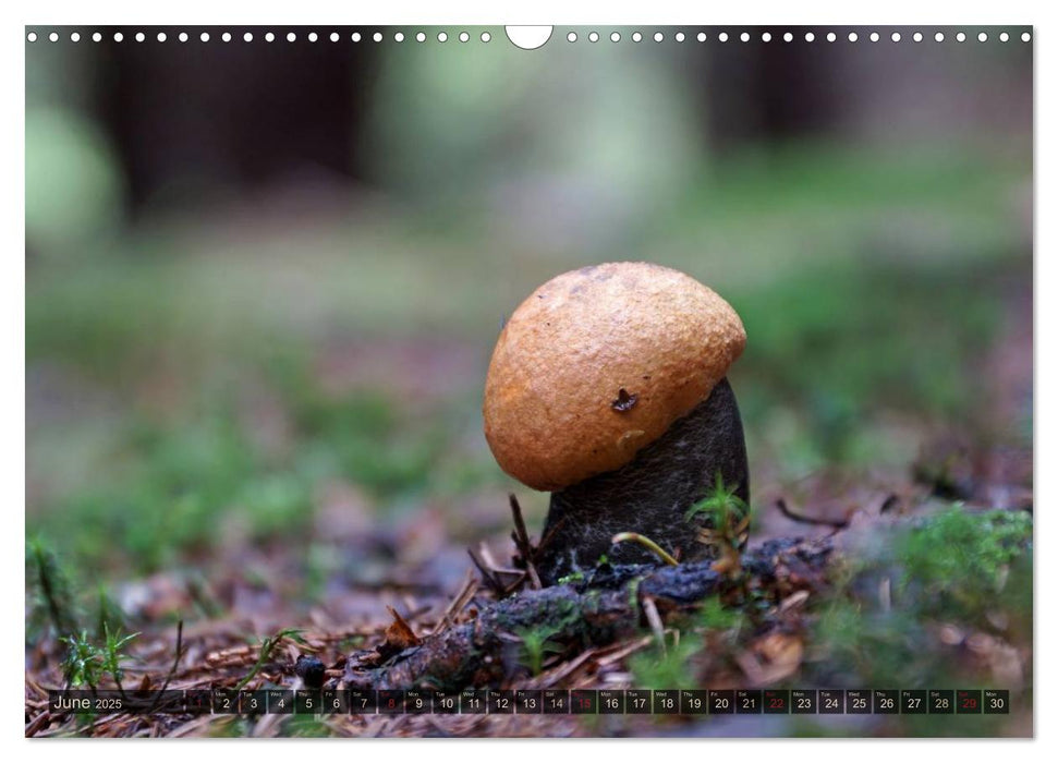 Mushroom Season (CALVENDO Monthly Calendar 2025)