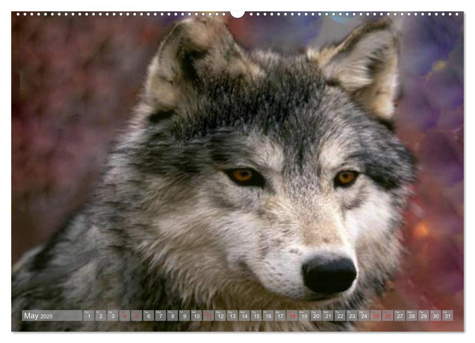 Wolves • Faces of social hunters (CALVENDO Premium-Calendar 2025)