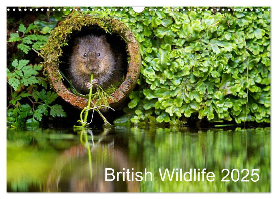 British Wildlife 2025 (CALVENDO Monthly Calendar 2025)