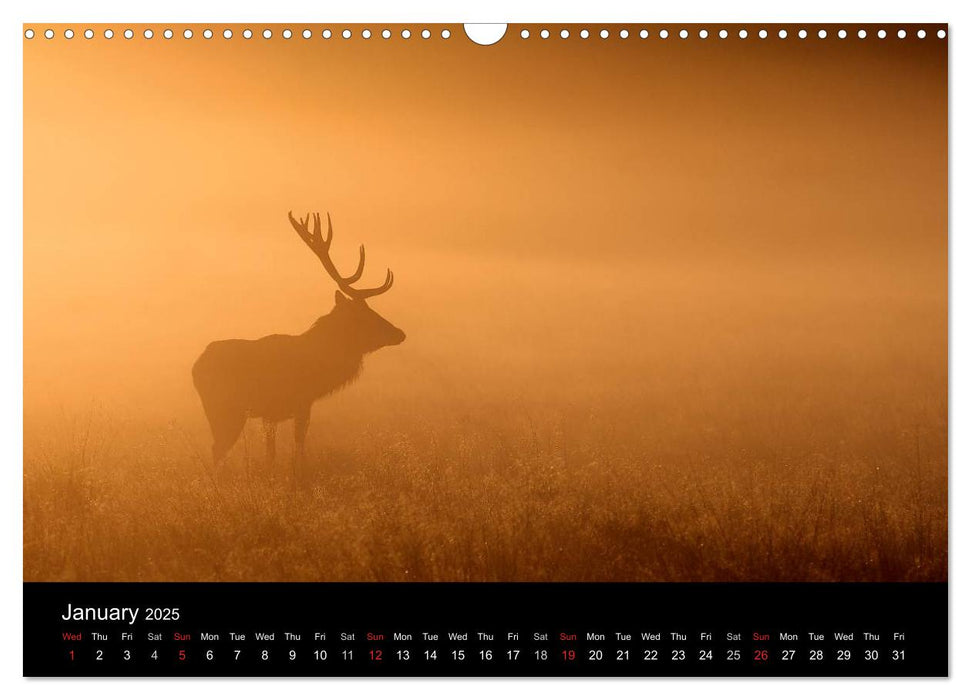 British Wildlife 2025 (CALVENDO Monthly Calendar 2025)