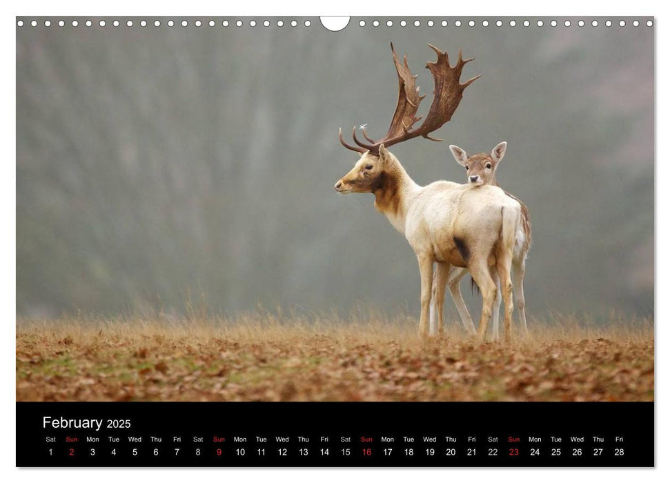 British Wildlife 2025 (CALVENDO Monthly Calendar 2025)