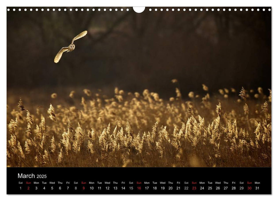 British Wildlife 2025 (CALVENDO Monthly Calendar 2025)