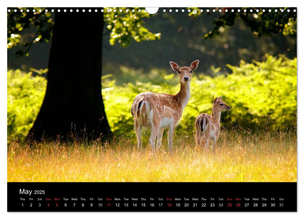 British Wildlife 2025 (CALVENDO Monthly Calendar 2025)