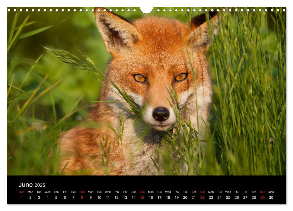 British Wildlife 2025 (CALVENDO Monthly Calendar 2025)