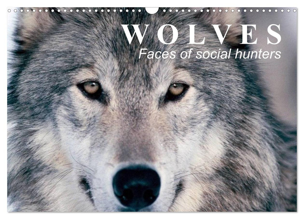 Wolves • Faces of social hunters (CALVENDO Monthly Calendar 2025)