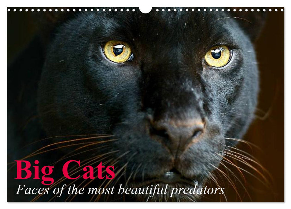 Big Cats • Faces of the most beautiful predators (CALVENDO Monthly Calendar 2025)