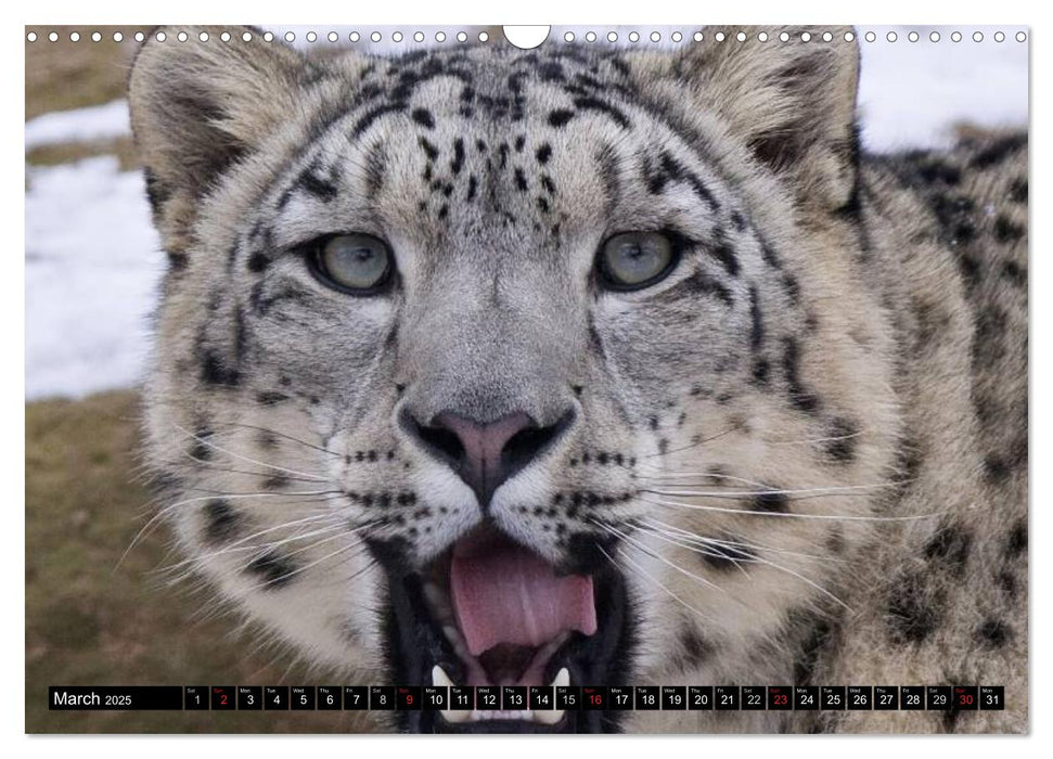 Big Cats • Faces of the most beautiful predators (CALVENDO Monthly Calendar 2025)