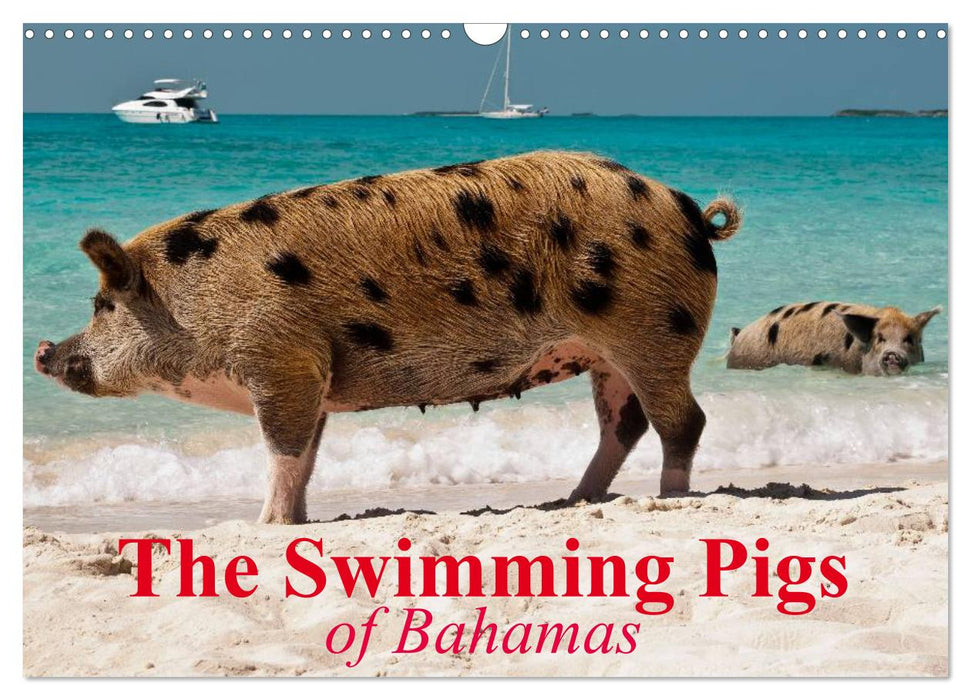 The Swimming Pigs of Bahamas (CALVENDO Monthly Calendar 2025)