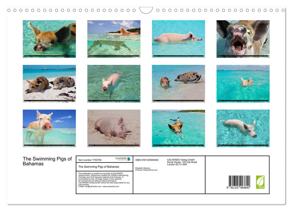 The Swimming Pigs of Bahamas (CALVENDO Monthly Calendar 2025)