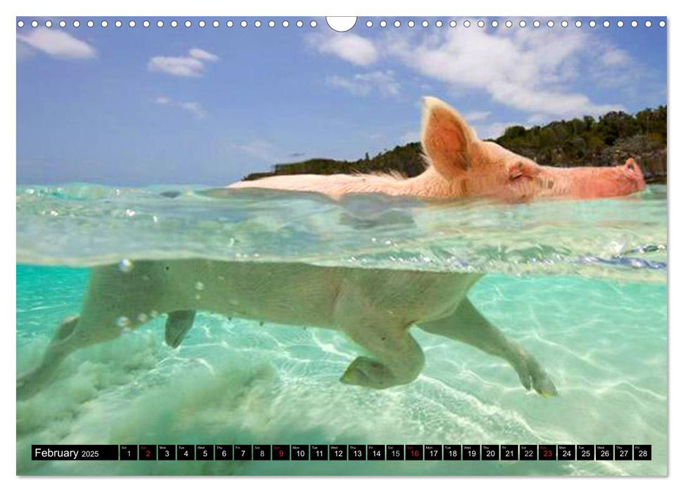 The Swimming Pigs of Bahamas (CALVENDO Monthly Calendar 2025)