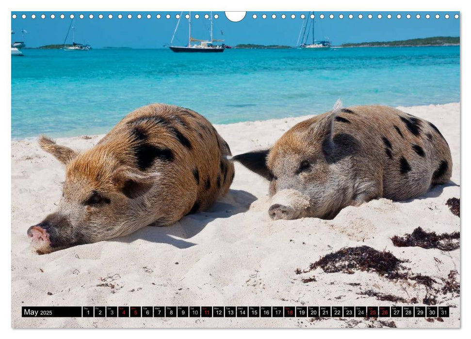 The Swimming Pigs of Bahamas (CALVENDO Monthly Calendar 2025)