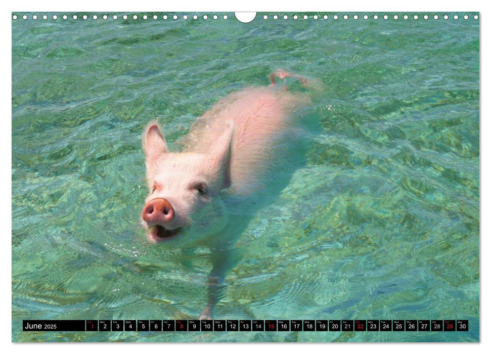 The Swimming Pigs of Bahamas (CALVENDO Monthly Calendar 2025)