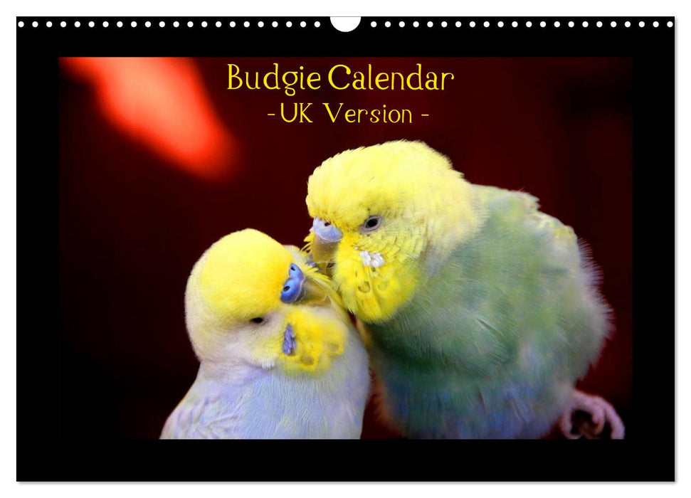 Budgie Calendar - UK Version (CALVENDO Monthly Calendar 2025)