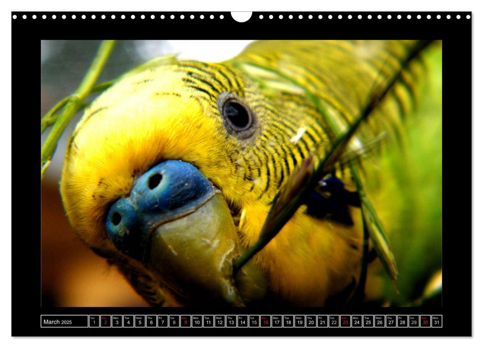 Budgie Calendar - UK Version (CALVENDO Monthly Calendar 2025)