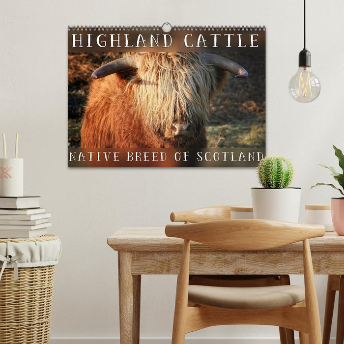 Highland Cattle - Native Breed of Scotland (CALVENDO Monthly Calendar 2025)