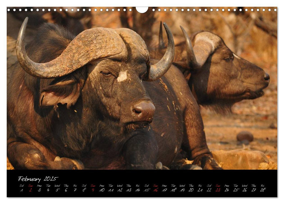 South Africa / UK-Version (CALVENDO Monthly Calendar 2025)