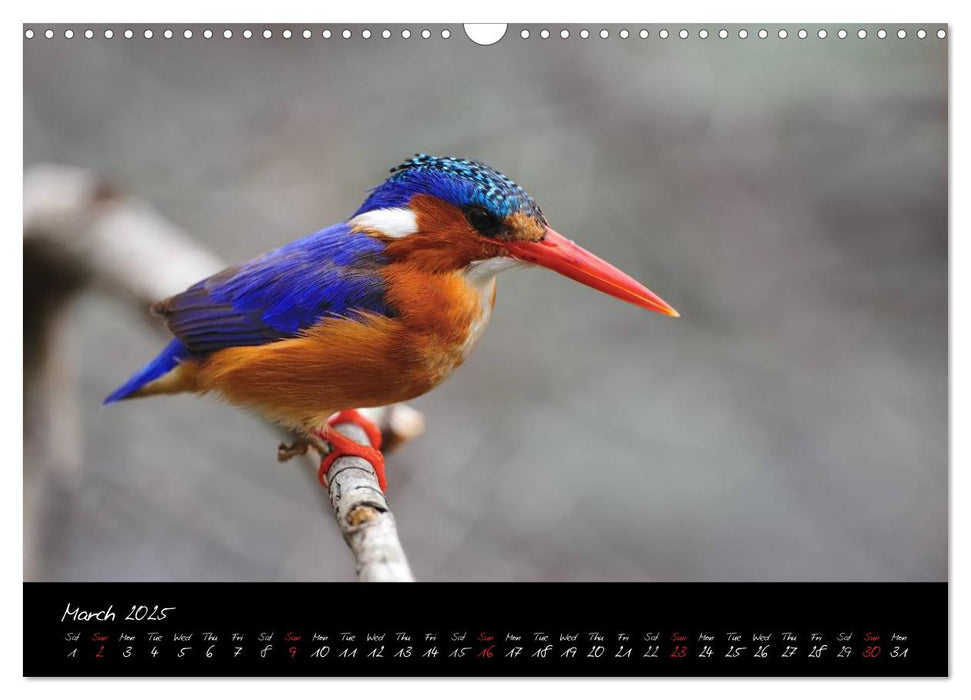 South Africa / UK-Version (CALVENDO Monthly Calendar 2025)