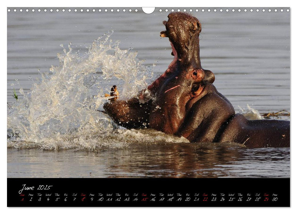 South Africa / UK-Version (CALVENDO Monthly Calendar 2025)